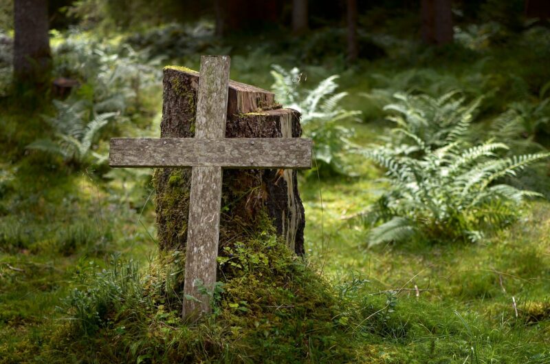 Kors mot stubbe i skog